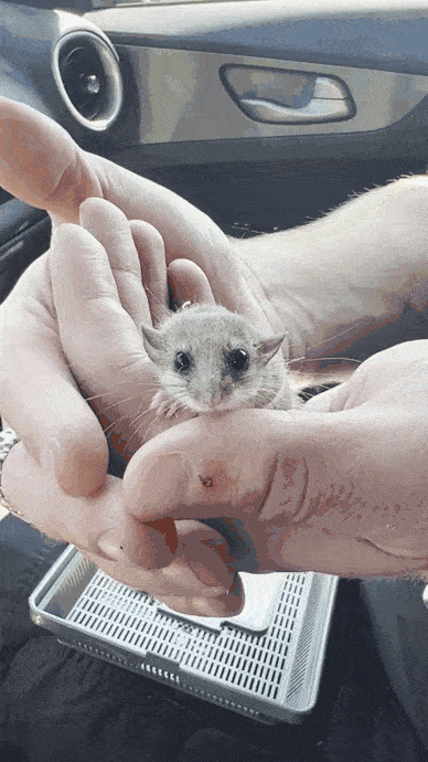 Common Names: Micro Squirrels, African Pygmy Dormice, Egyptian Dormice